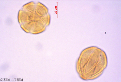 ISEM 1/Lysipomia_acaulis_29088/Lysipomia_acaulis_29088_0001(copy)_thumb.jpg